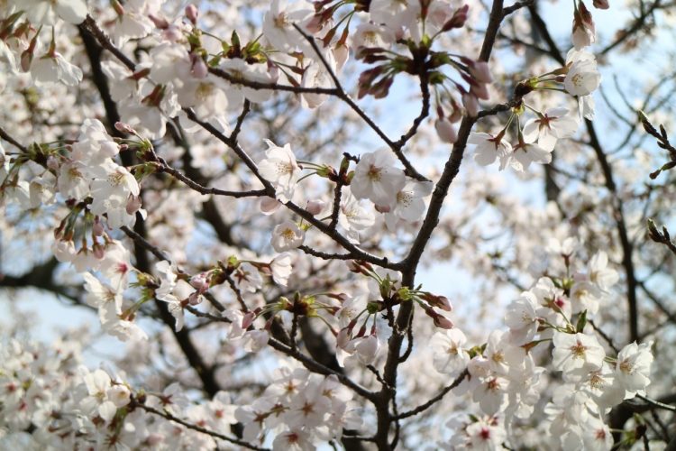 終了 レポート 3月27日 土 In 京都 哲学の道 桜 撮影会 ウェルカムぱんだ関西 カメラ