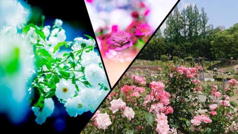 【終了】5月16日(土) 10:00～11:30 in 大阪：靭公園・バラ園【１部】スナップ撮影会