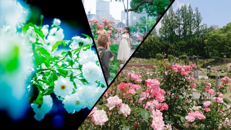 【終了】5月16日(土) 13:30～16:00 in 大阪：靭公園・バラ園【2部】ポートレート撮影会